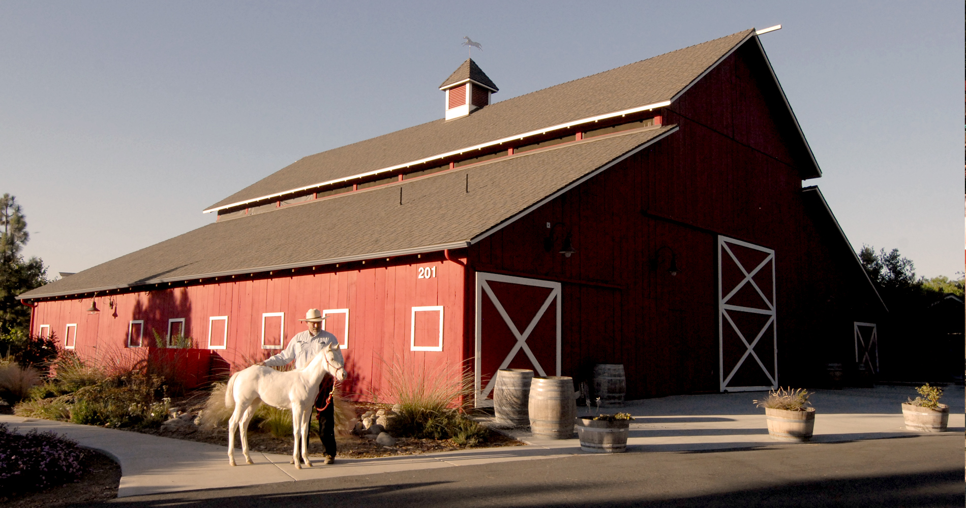 Camarillo White Horse Foal in Front of Red Barn