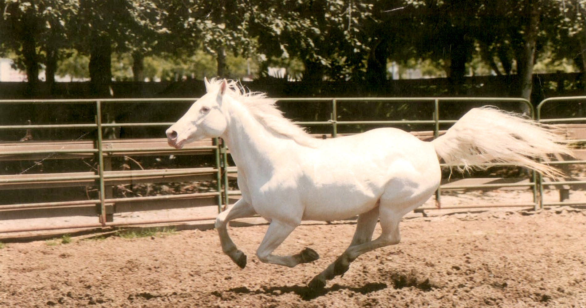 Camrillo White Horse